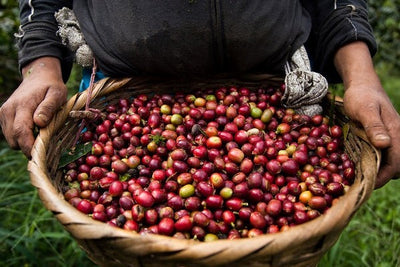 5 Places in Central America for Coffee Lovers