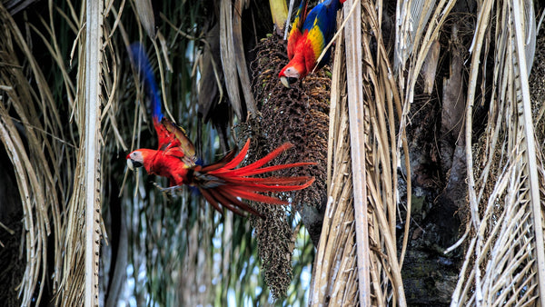 Into the Wild: The Best Animal Experiences in Costa Rica