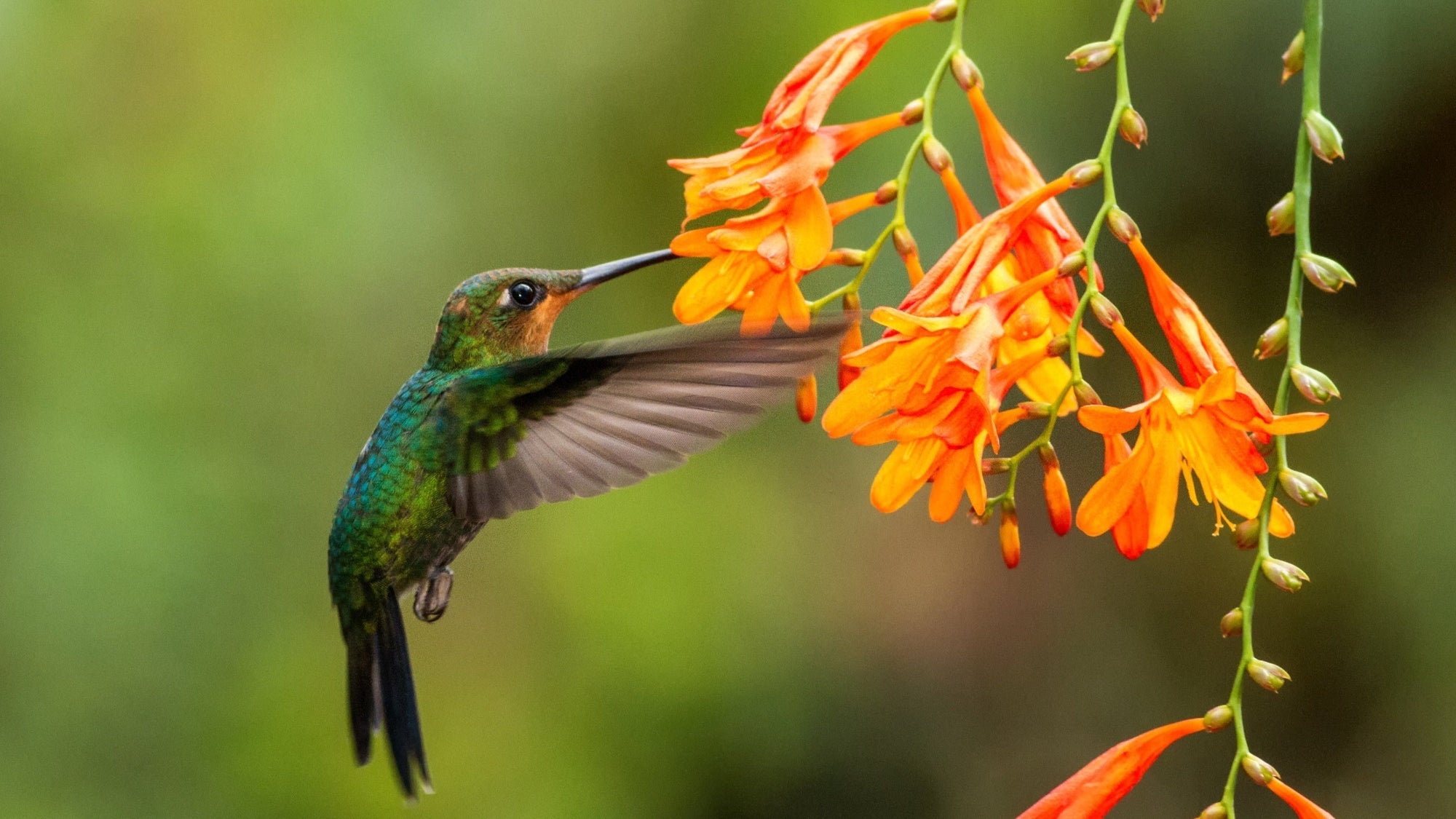 Top 7 Best Wildlife Destinations in Costa Rica