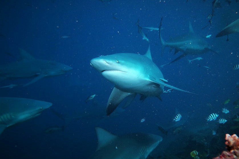 Lake Nicaragua's Sharks