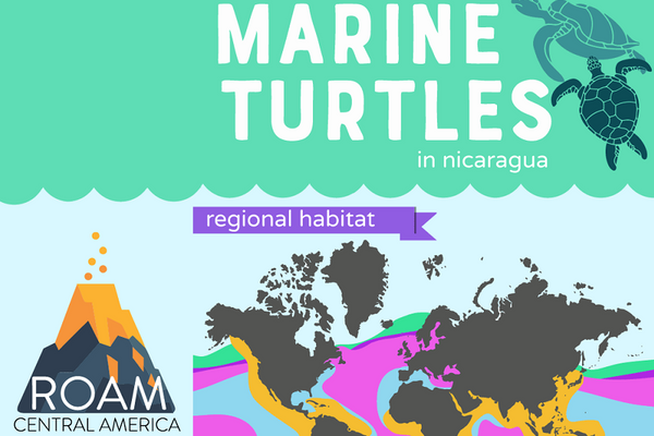 Sea Turtles in Nicaragua