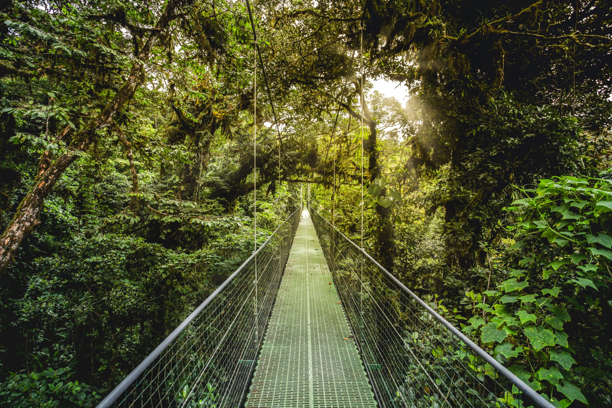 Monteverde hanging bridges Costa Rica