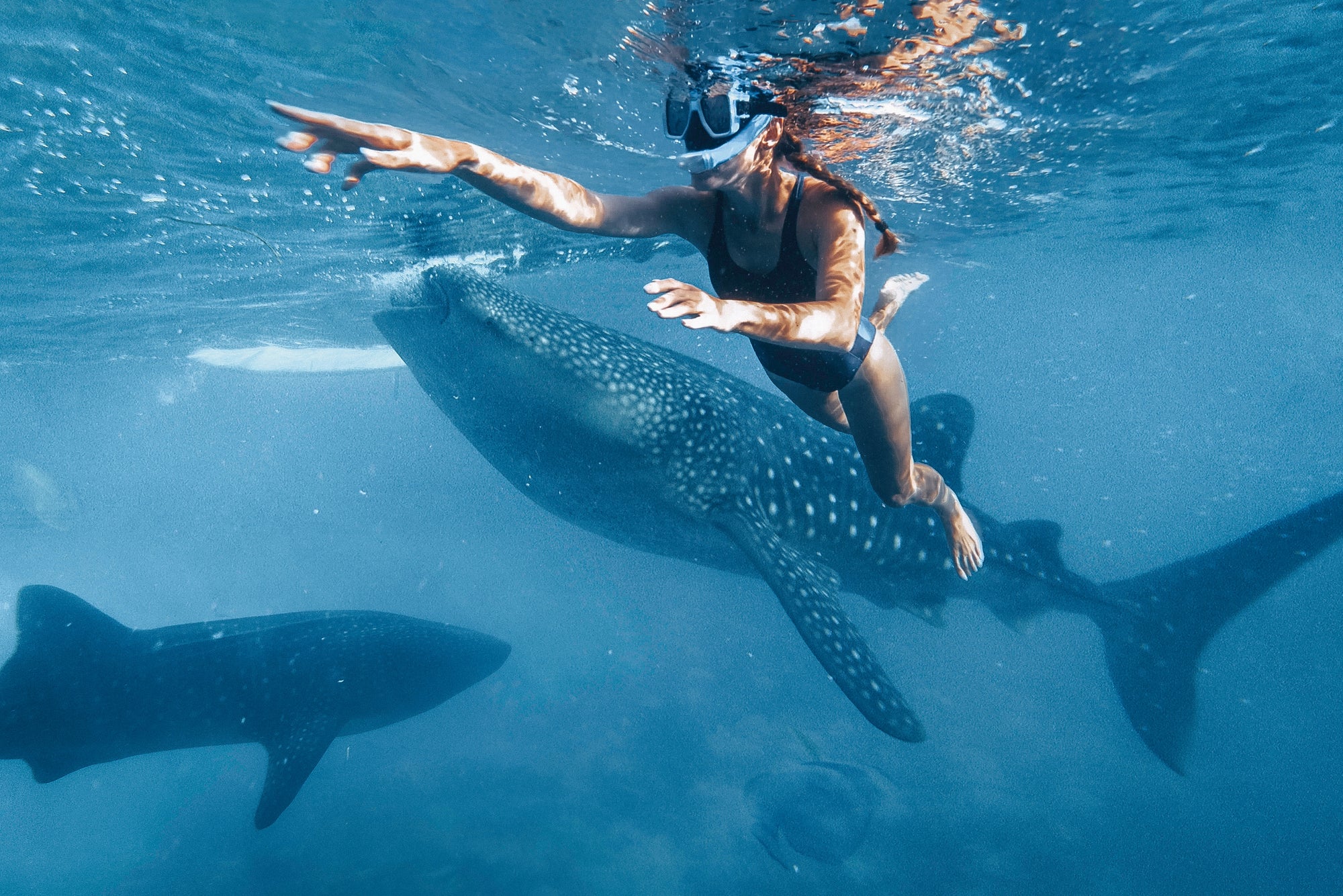 Whale shark swim Mexico